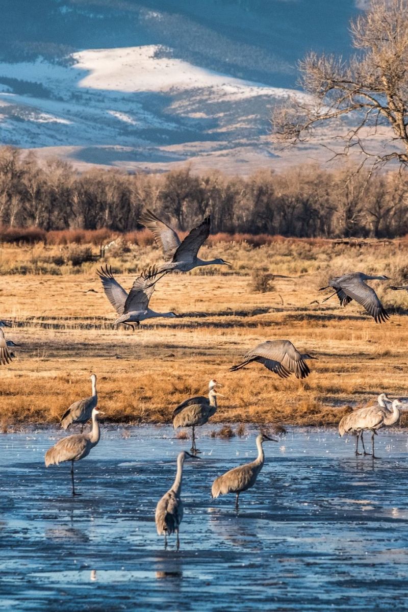 Tips and Tricks for Photographing Sandhill Cranes 
